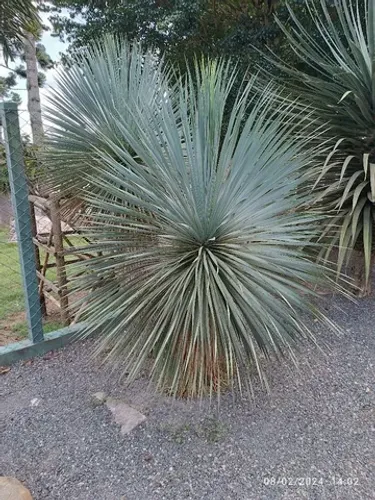 Yucca Rostrata