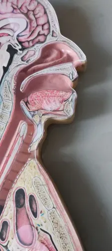 Torso para prática em saúde 