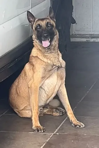 Pastor belga malinois 