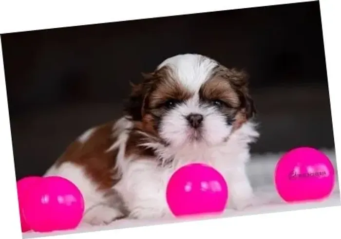 Shih-tzu mini fêmea na cor branca, dourada e preta 