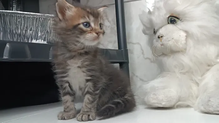 Maine Coon macho - Um verdadeiro felino majestoso!