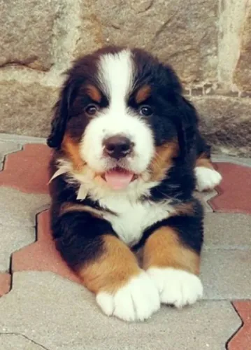 Bernese Mountain Dog - Fêmea com 50 dias 