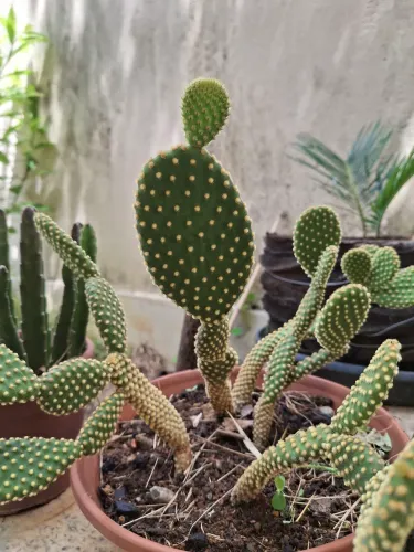 VÁRIAS ESPÉCIES DE PLANTAS , 35,00 CADA