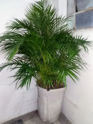 Palmeira   Areca-bambu (Dypsis  lutescens)1,70 m de altura.