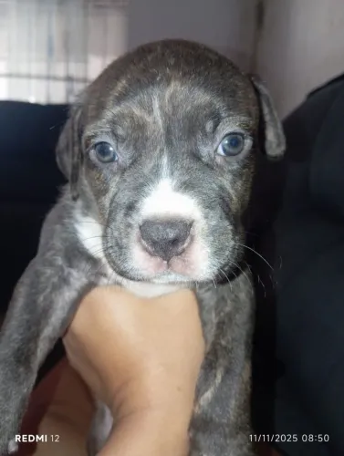 Filhote de Pitbull staffordshire terrier