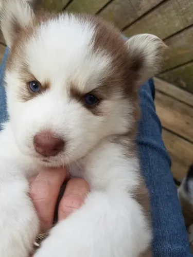Filhote de Husky Siberiano - Olhos Azuis Incríveis!