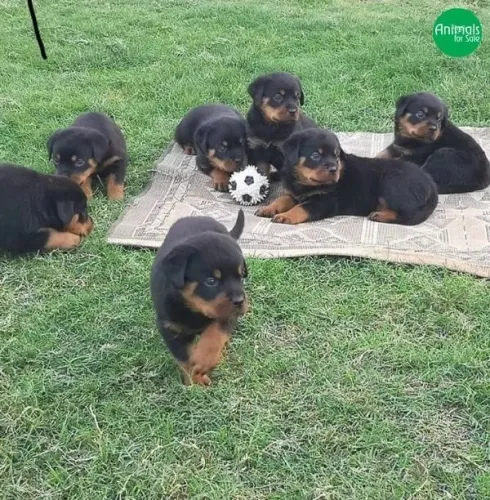 Filhotes Rottweiler amam jogar bola 