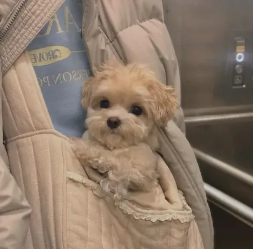 Filhote Maltês, Seu novo cãopanheiro está ansioso para te encher de amor!