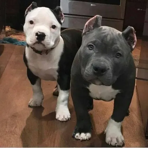 Dois filhotes de Pitbull, um macho e uma fêmea