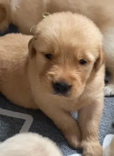 Golden com fucinho americano