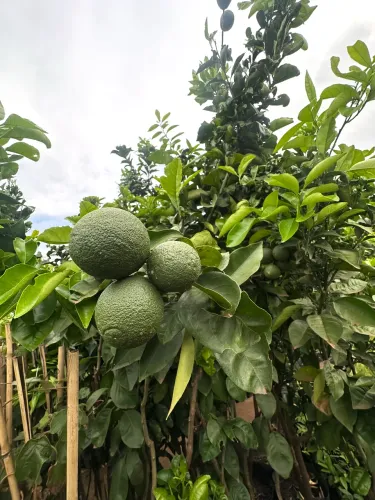 Muda de Laranja Pera Rio 