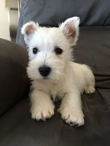 Filhotes de West Terrier á venda