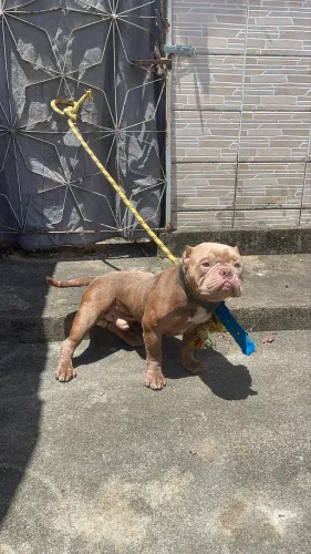Pitbull American Bully Micro