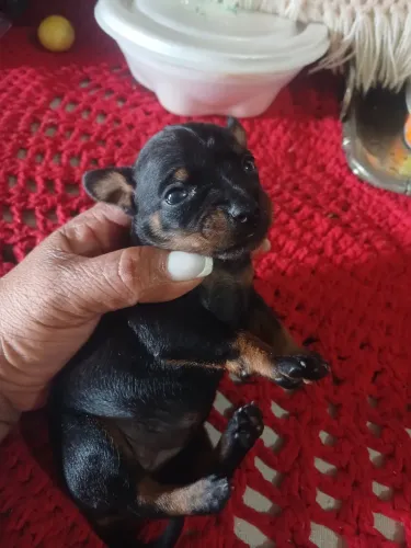 Pinchi n 0 tenho um casal disponível