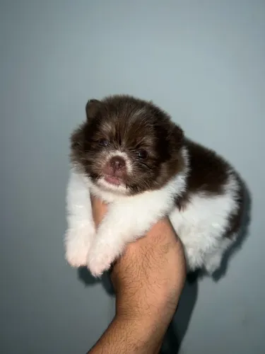 Macho de Lulu da pomerania