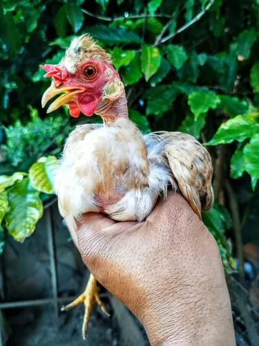 Galinha Galinze