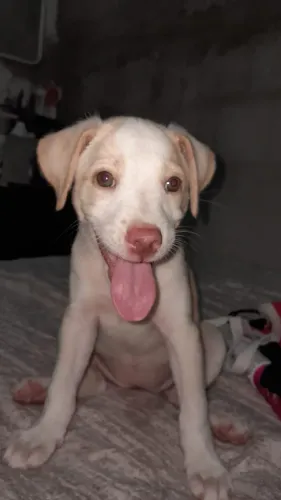 Estou doando essa cachorrinha fêmea 3 mes
