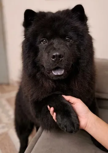 Chowchow femia