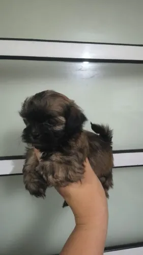 shitzu machinho