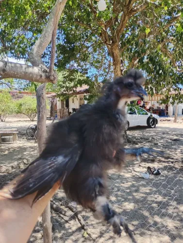 Frango de sedosa e Brahma