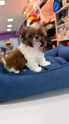 SHIH TZU MINI MACHOS E FÊMEAS