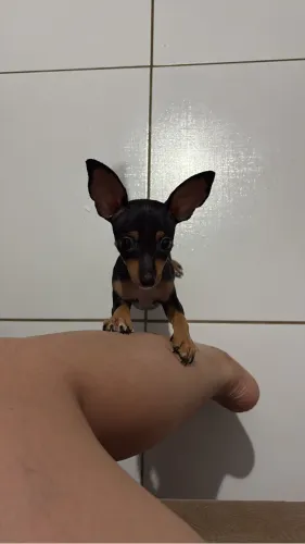 Pincher  1 