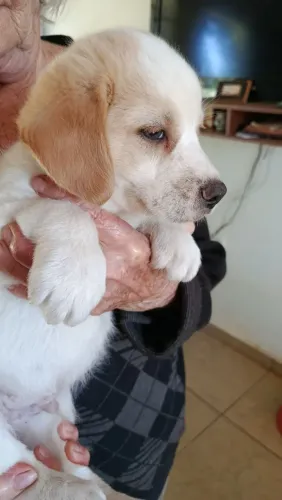 Lindo macho de husky com beagle