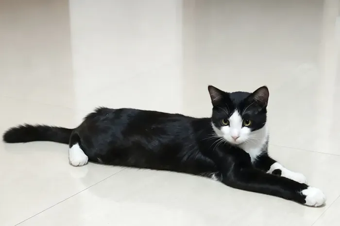 Frajola Peludinho