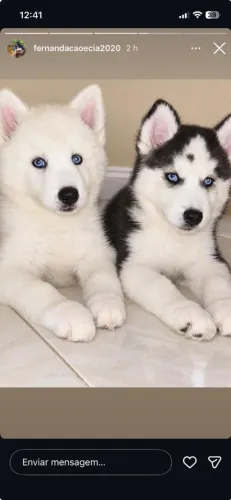 Husky Siberiano lindos filhotes machinhos