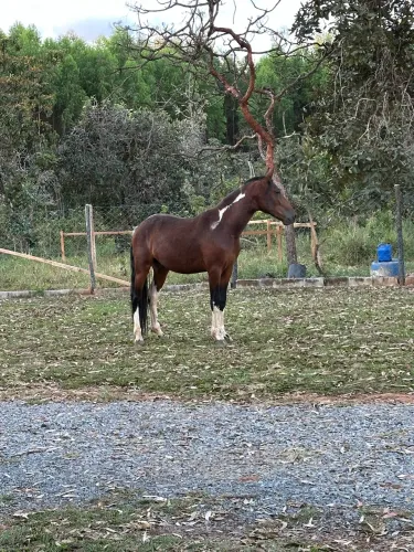 Cavalo MM xucro