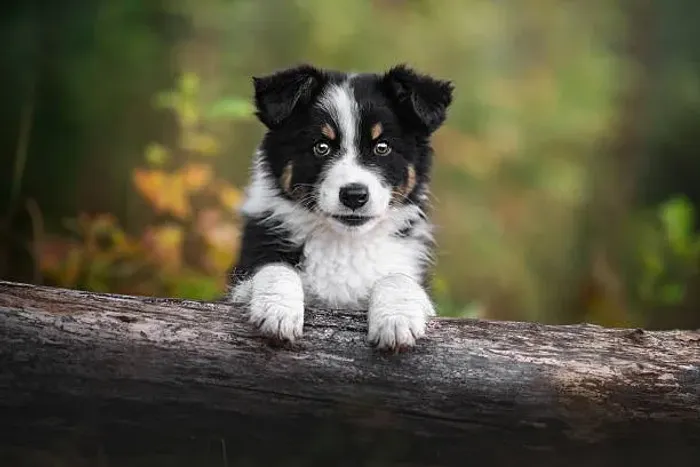? Border Collie Disponível | Filhotes Bem Cuidados e Carinhosos