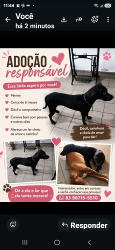 Por motivo de saúde, estou doando essa linda cadela da raça pitbul.