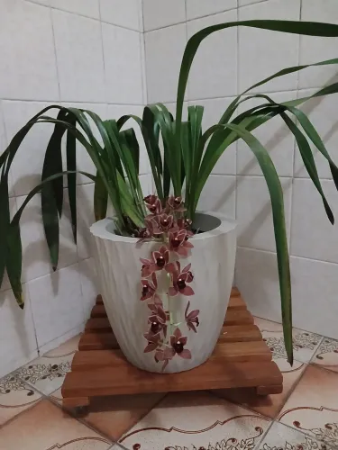 Orquídea Cymbidium pendente
