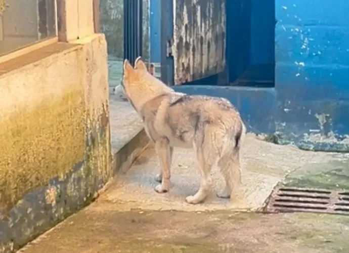 Filhote fêmea husky siberiano