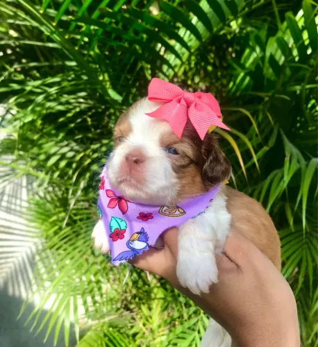 Shih Tzu fêmea rara olhos claros com pedigree 