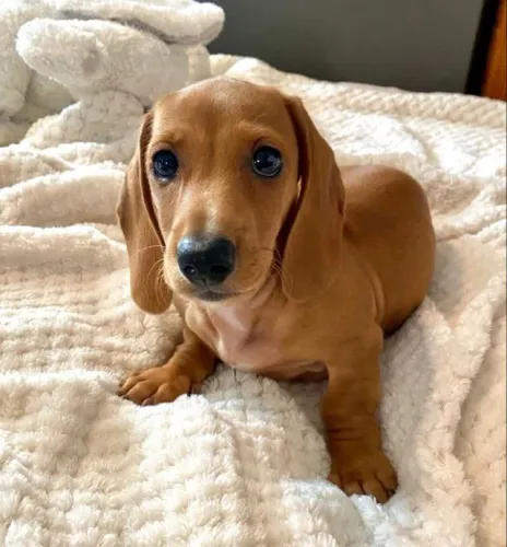 Teckel / Dachshund Companhia que inspira tranquilidade