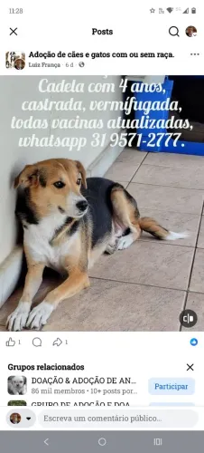 Doação de cachorra com 4 anos, dócil, ótima vigia, vermífugada, vacinas atualizadas.