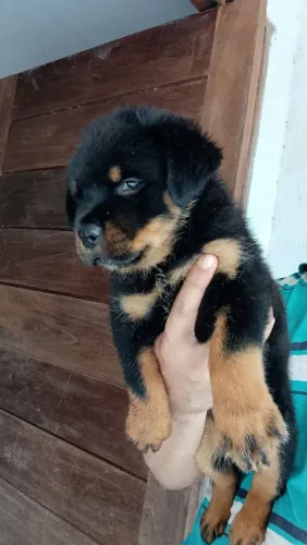 Rottweiler 