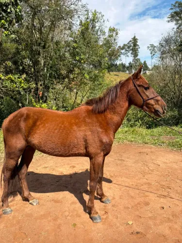 Cavalo manso
