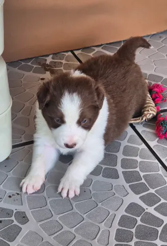 Border collie fêmeas e machos