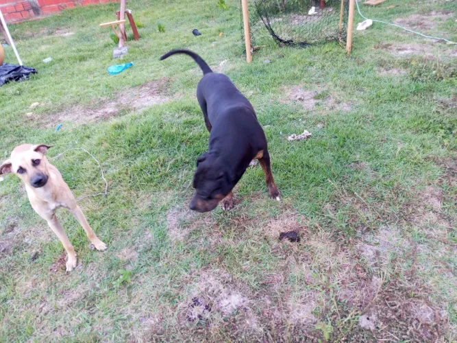 Doação Pit Bull adulto