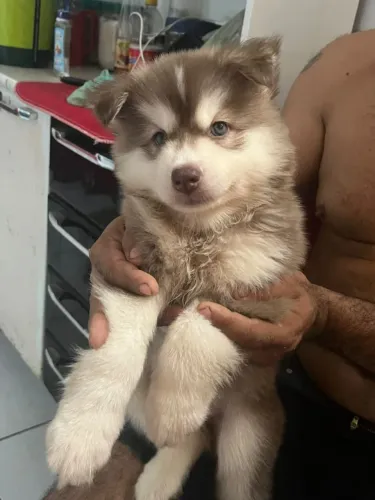 Husky siberiano
