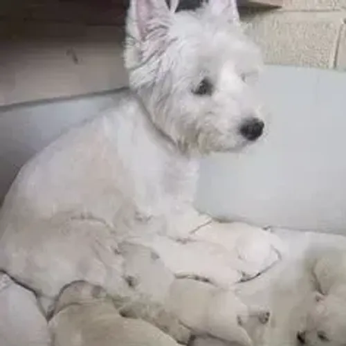 West Terrier Filhote Branco Muito Charmoso