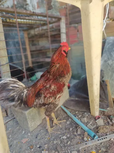 Vendo Galos de raça