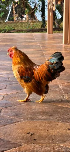 MINI GARNIZÉ