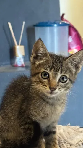Gatinho para doação 