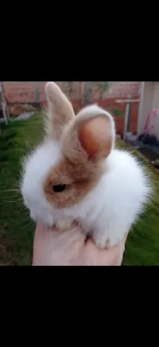Coelho mini lion