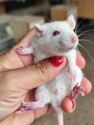 ratos twistter