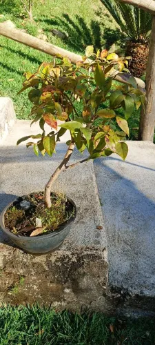 Pré bonsai pitanga