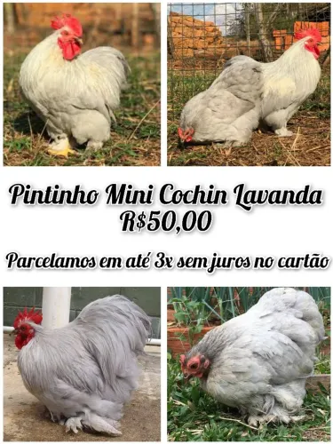 pintinho mini Cochin 